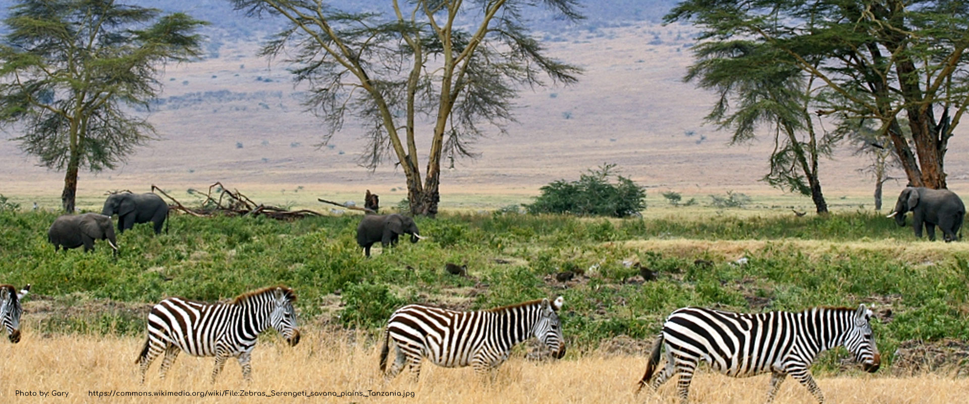 zebras, serengeti savana plains, tanzania3